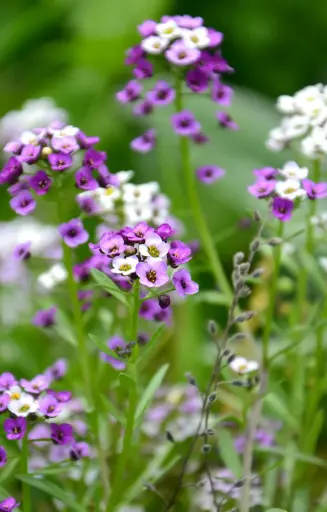 [ZL-516] Lobularia 'Magic Circle Mix' 