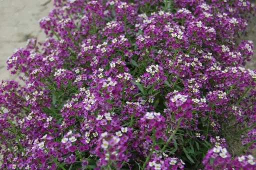 Lobularia 'Magic Circle Mix' 