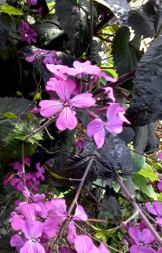 Lunaria annua 'Chedglow' 