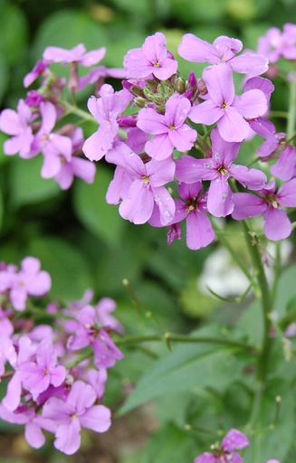 Lunaria annua 