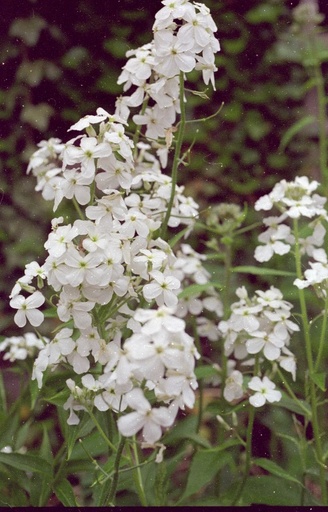 Lunaria annua 'Alba'