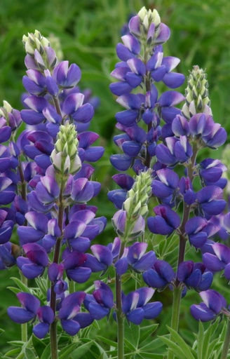 [CL-515] Lupinus hartwegii 'Avalune Blue' 