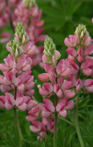 Lupinus hartwegii 'Avalune Pink' 