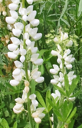 [BL-515] Lupinus hartwegii 'Avalune white' 