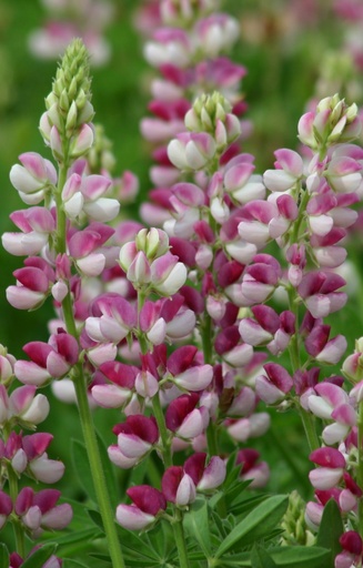 [CL-515] Lupinus hartwegii 'Avalune Red-White'