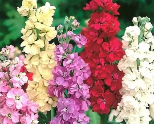 [BM-514] Mathiola incana 'Mammouth Excelsior'