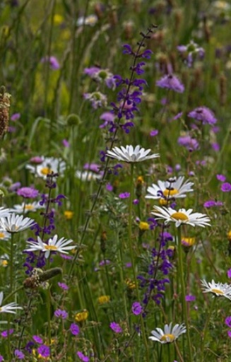 Mix 'Bijenmengsel N1' 