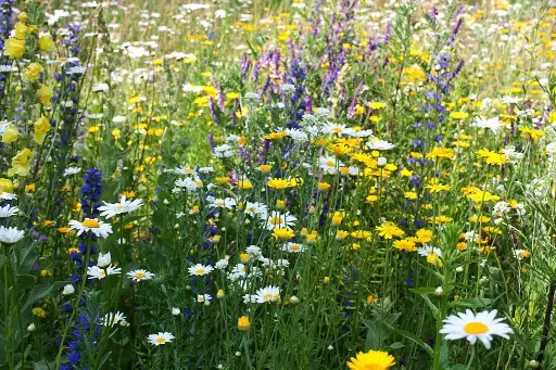 Mix 'Ruderaal mengsel'  