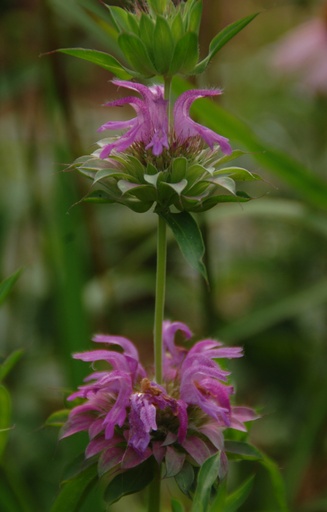 [BM-514] Monarda citriodora 'Purplish Lilac'