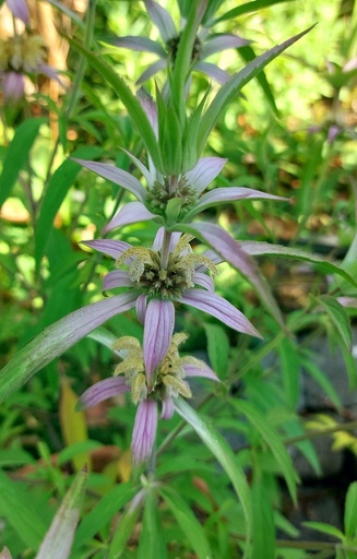 Monarda punctata 