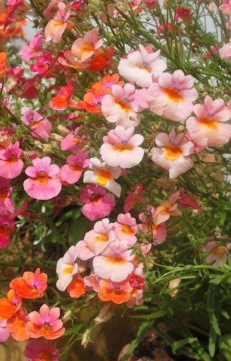 Nemesia strumosa 'Carnival'