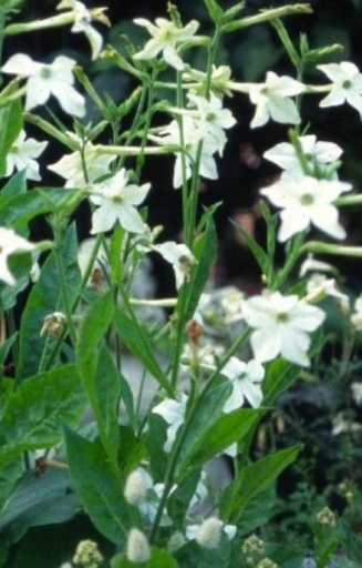 Nicotiana alata 'Fragrant Cloud' 