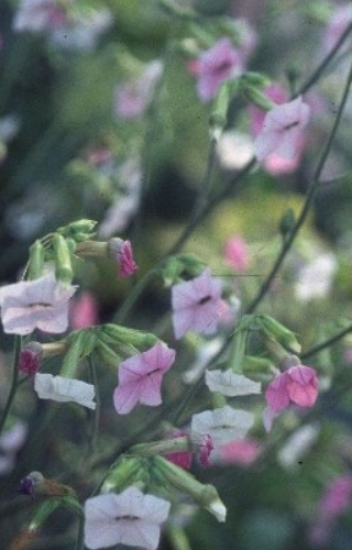 Nicotiana mutabilis 