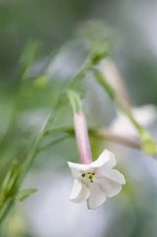 Nicotiana noctiflora 'Suaveolens'