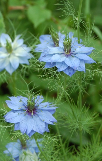 Nigella damascena 'Cambridge Blue'