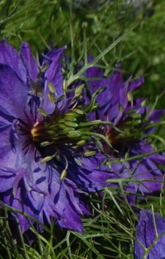 [AN-516] Nigella damascena 'Oxford Blue'