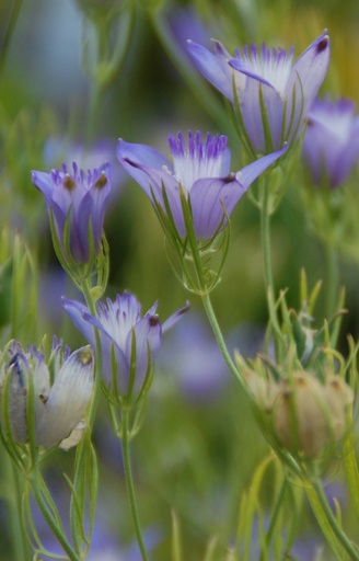 Nigella garidella 