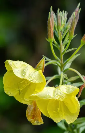 Oenothera erytrosepala  