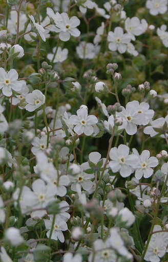 Omphalodes linifolia  