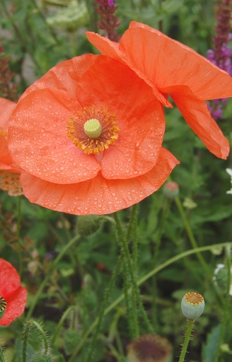 [CP-511] Papaver dubium  