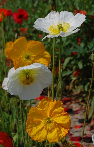 Papaver nudicaule 'Ballerina Mix'