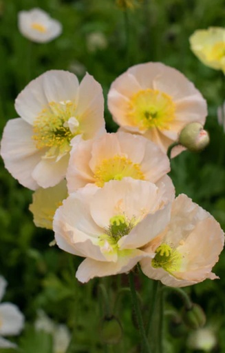 Papaver nudicaule 'Pastel Mix'