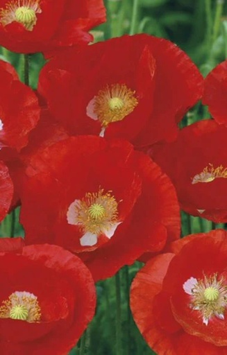 [DP-515] Papaver rhoeas 'American Legion' 