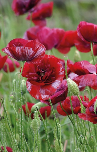 Papaver rhoeas 'Pandora' 