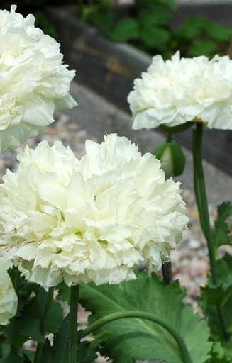 Papaver somniferum 'Cream Paeony'