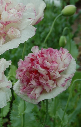 [AP-514] Papaver somniferum 'Flemish Antique'