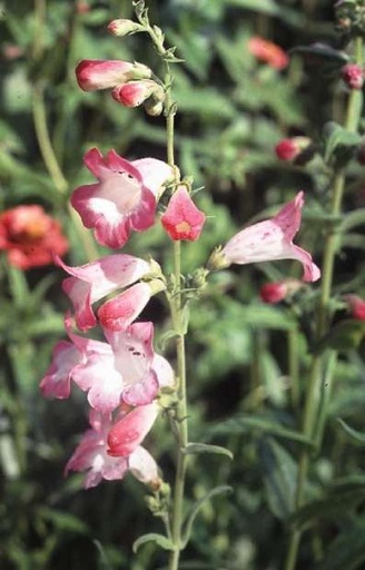 [AP-028] Penstemon hartwegii 'Fantasy'