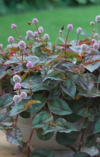 [CP-514] Persicaria capitata  
