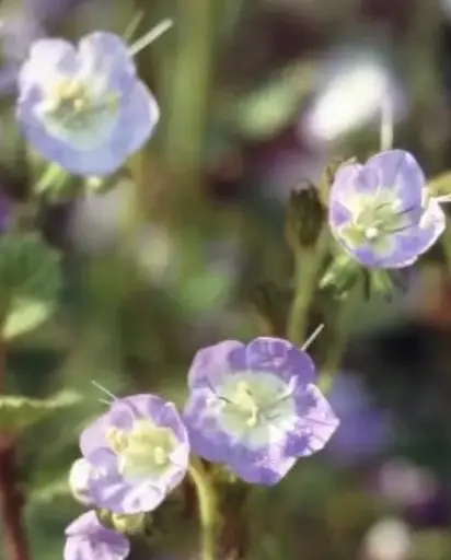 Phacelia purshii 
