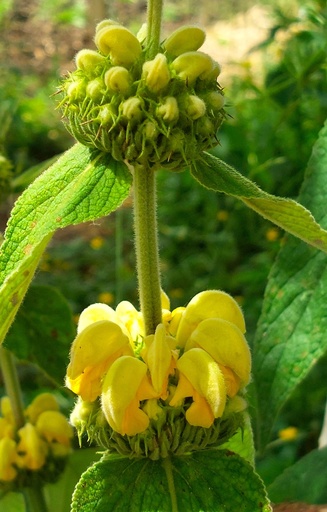 [EP-515] Phlomis russeliana 
