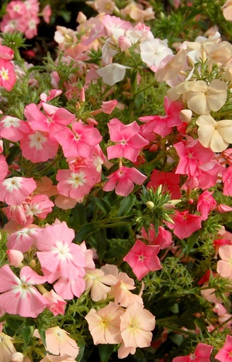 [BP-514] Phlox drummondii 'Of Sheep'