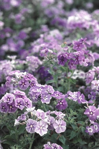 Phlox drummondii 'Sugar Star'