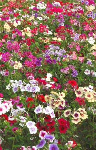 [DP-513] Phlox drummondii 'Tapestry Mix'