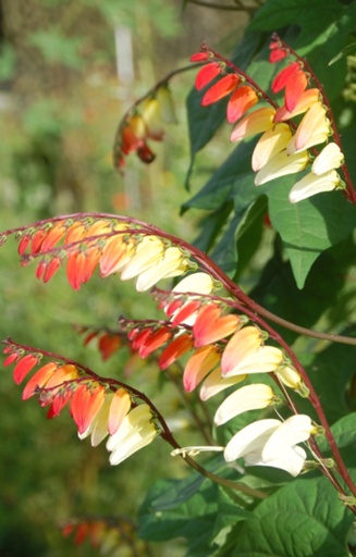 Quamoclit lobata  