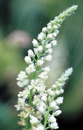 Reseda alba  