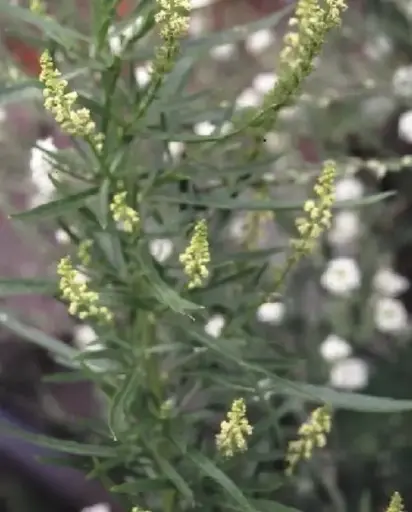 [DR-028] Reseda luteola 