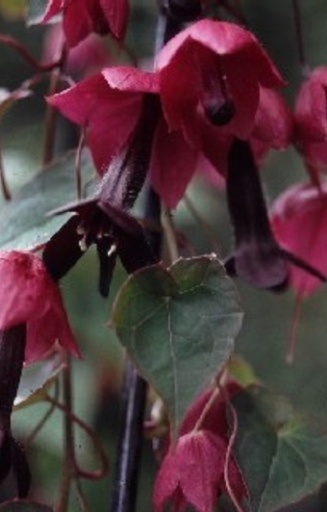 Rhodochiton atrosanguineus 