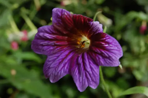 [-] Salpiglossis sinuata 'Kew Blue'