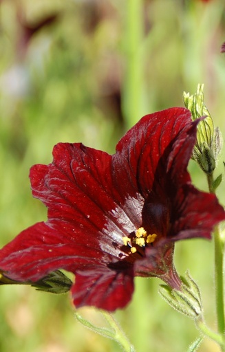 [DS-513] Salpiglossis sinuata 'Chocolate'