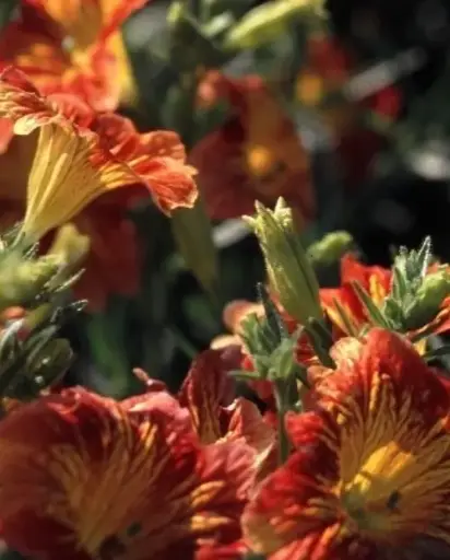 Salpiglossis sinuata 'Red Bicolor'