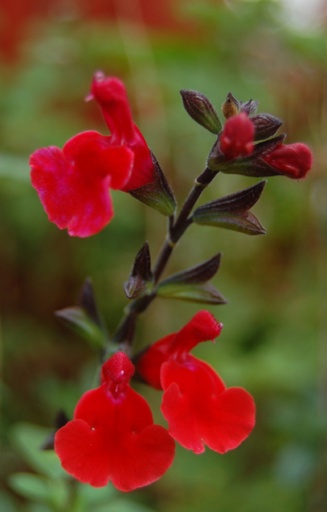 Salvia coccinea 'Summer Jewels Scarlet'