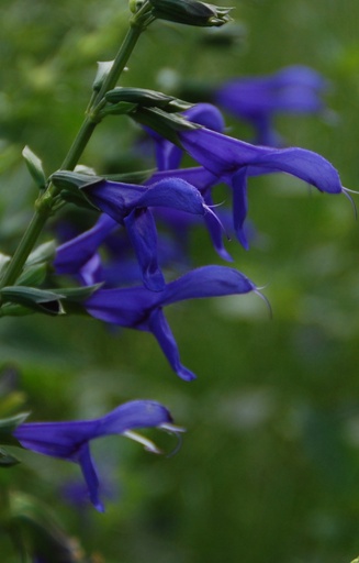 [FS-513] Salvia patens 'Oxford Blue'
