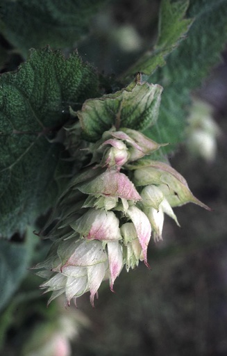 [AS-514] Salvia sclarea 'Albiflora'