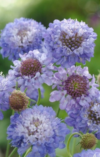 Scabiosa atropurpurea 'Oxford Blue'