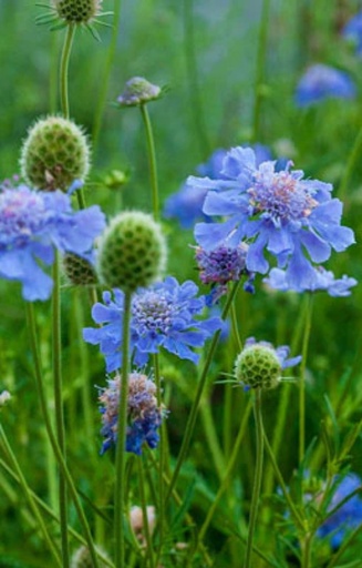 Scabiosa caucasica 'Perfection Blue'