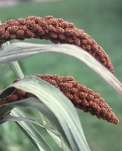 [BS-513] Setaria italica 'Hylander' 